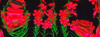 1 Hour Visual In Full HD / nr.432 / Dreamy