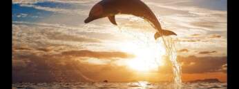 Beautiful Dolphins Chillout Lounge Mix Del Mar HD
