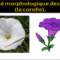 Biologie végétale : morphologie florale (Structure de la fleur) (botanique)