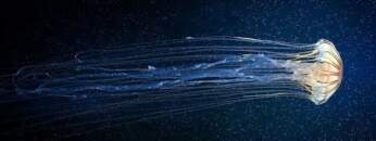 Dub Techno Sessions Episode 056(Kooscha vs. Basicnoise)