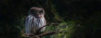 Dub Techno Session #25