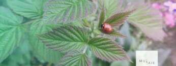 Fidelo_ [Muzaik Atemporal Tech House series] – Podcast 001