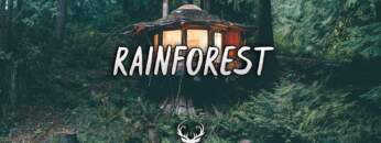 Rainforest | Chill Mix