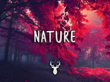 Nature | Chill Mix