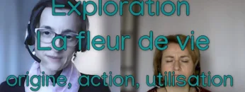 exploration – la fleur de vie – Origine, action, utilisation.