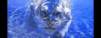 Fatboy Slim BBC Radio 1 Mix