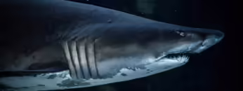 Minimal Techno Mix 2021 Dark Shark Episode by RTTWLR